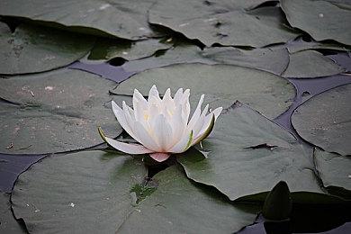 《战地2042》封测大量细节公布 处决改为第三人称